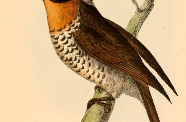 Sooty-capped Puffbird
