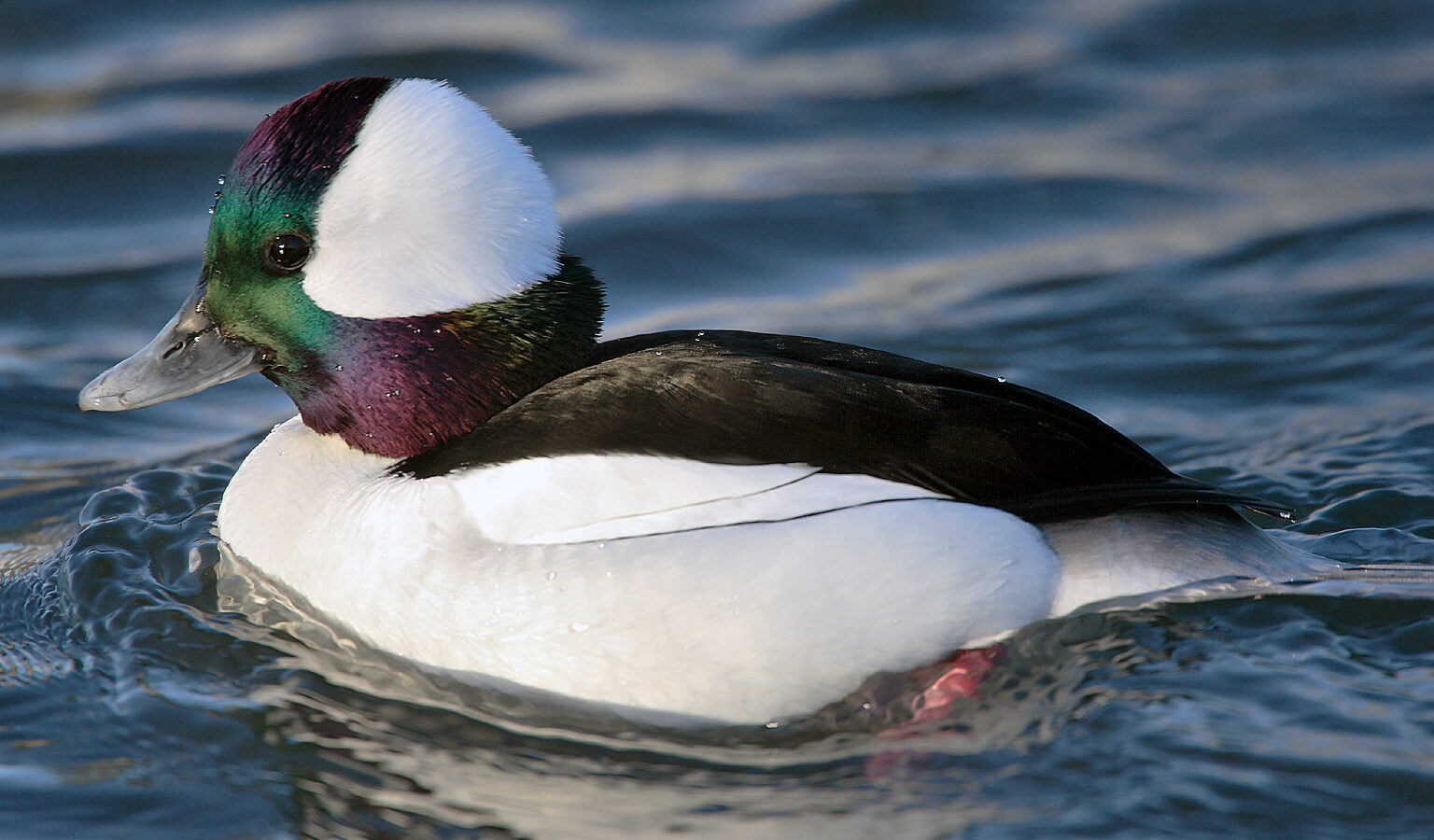 Bufflehead