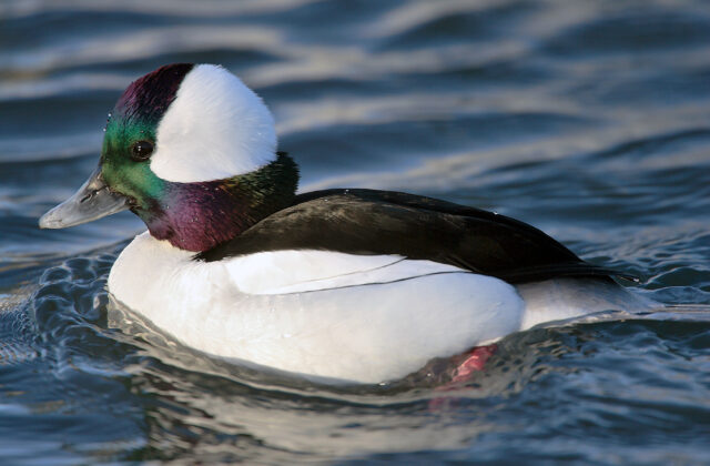 Bufflehead