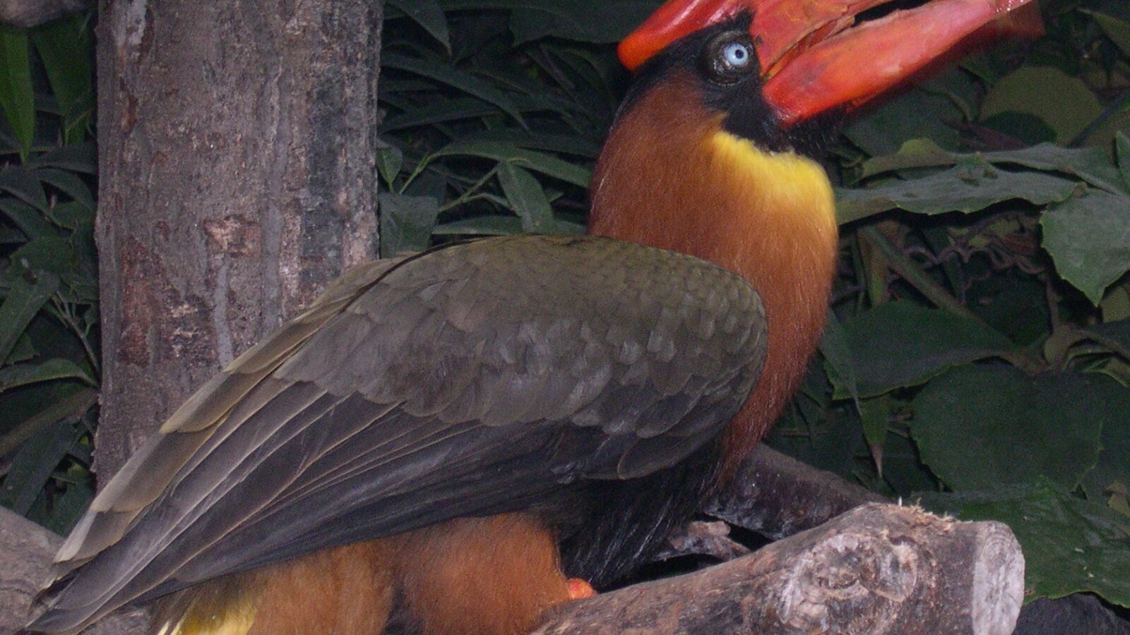 Rufous Hornbill
