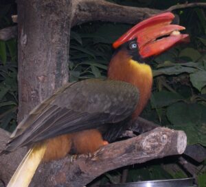 Rufous Hornbill