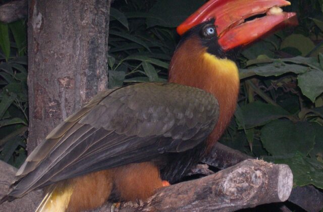 Rufous Hornbill