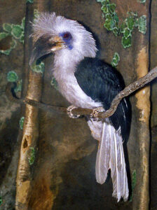 White-crowned Hornbill