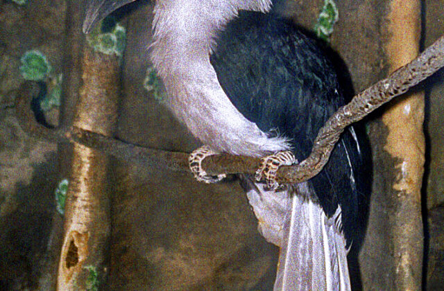 White-crowned Hornbill