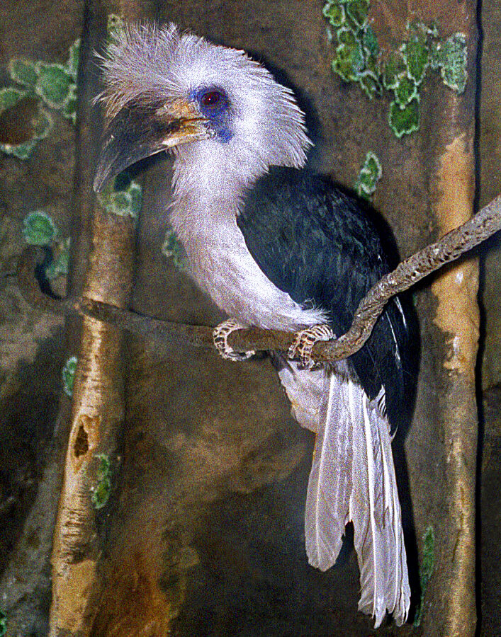 White-crowned Hornbill