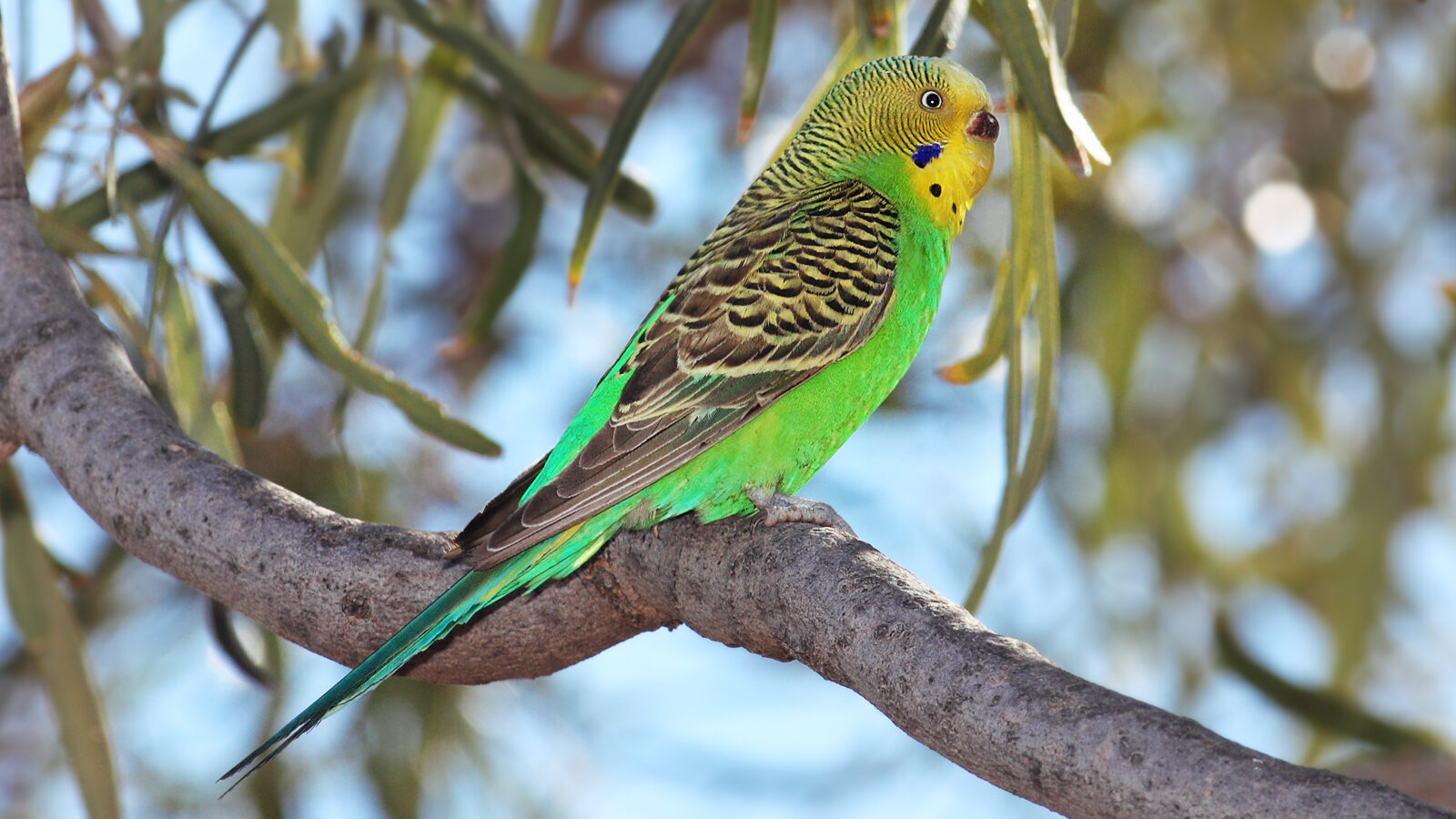 Budgerigar