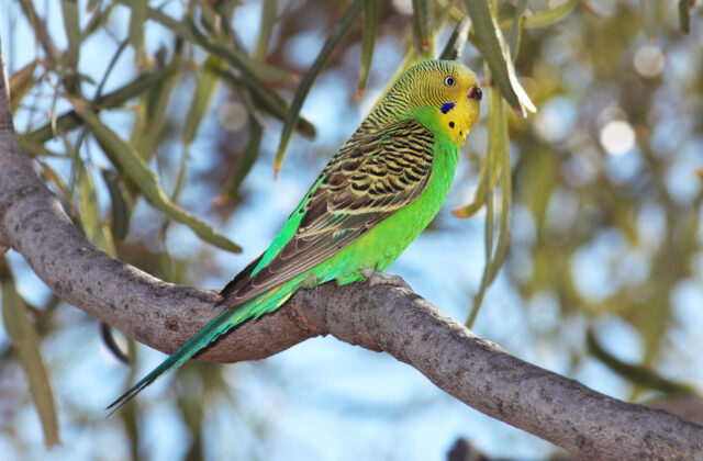 Budgerigar