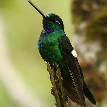 Buff-winged Starfrontlet
