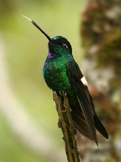 Buff-winged Starfrontlet