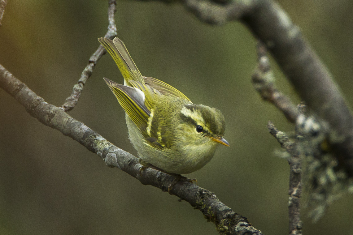 Buff-barred Warbler
