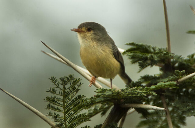 Buff-bellied Warbler