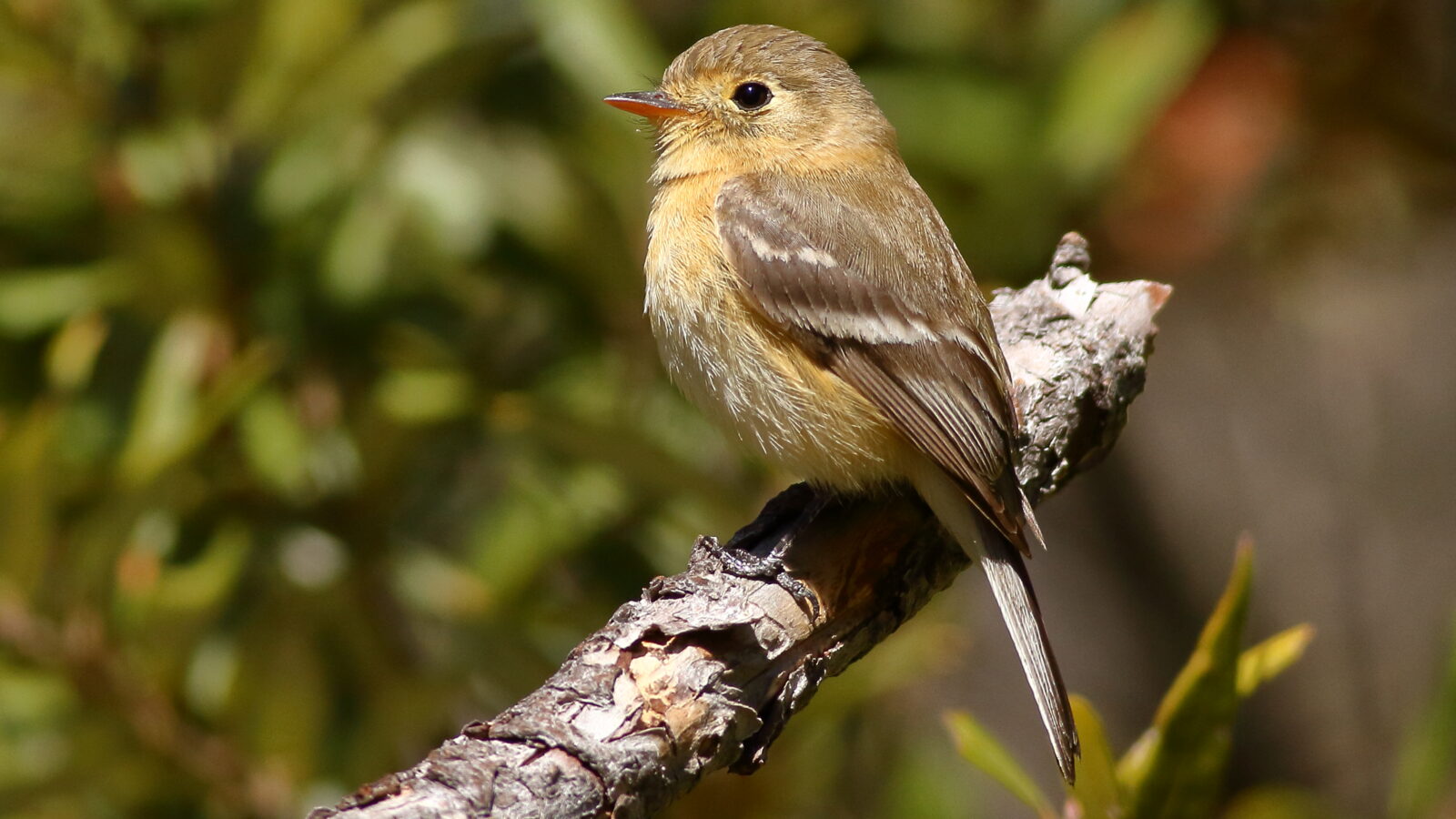 Buff-breasted Flycatcher