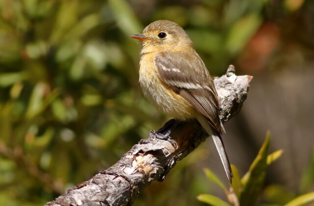 Buff-breasted Flycatcher