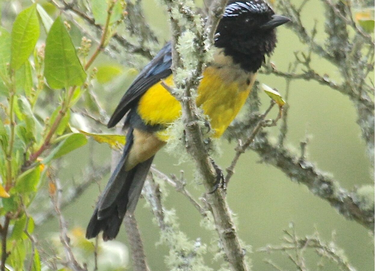 Buff-breasted Mountain Tanager