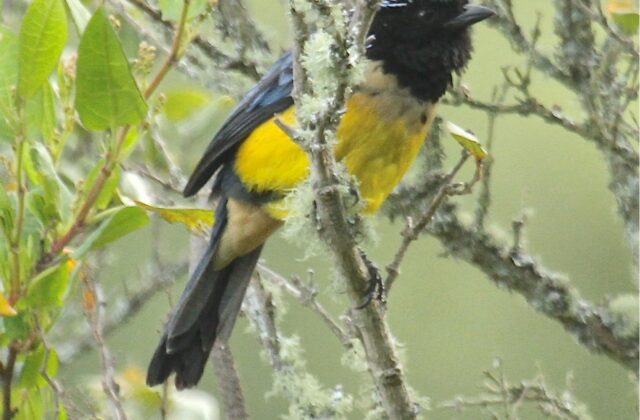 Buff-breasted Mountain Tanager