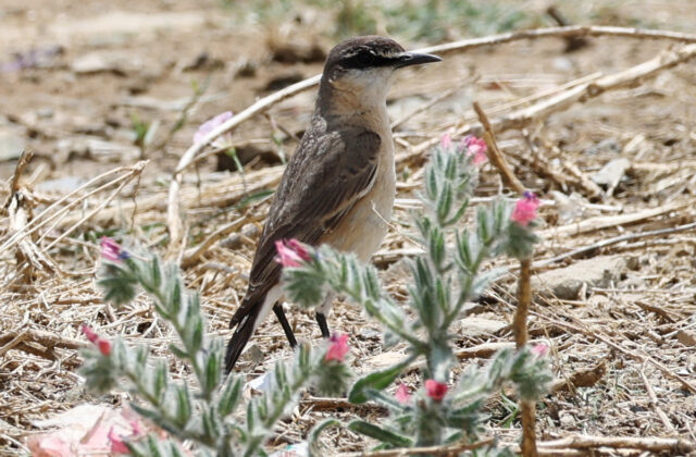 Buff-breasted Wheatear