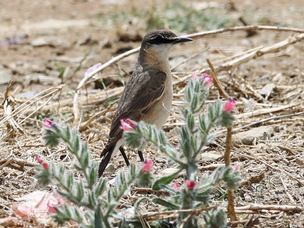 Buff-breasted Wheatear