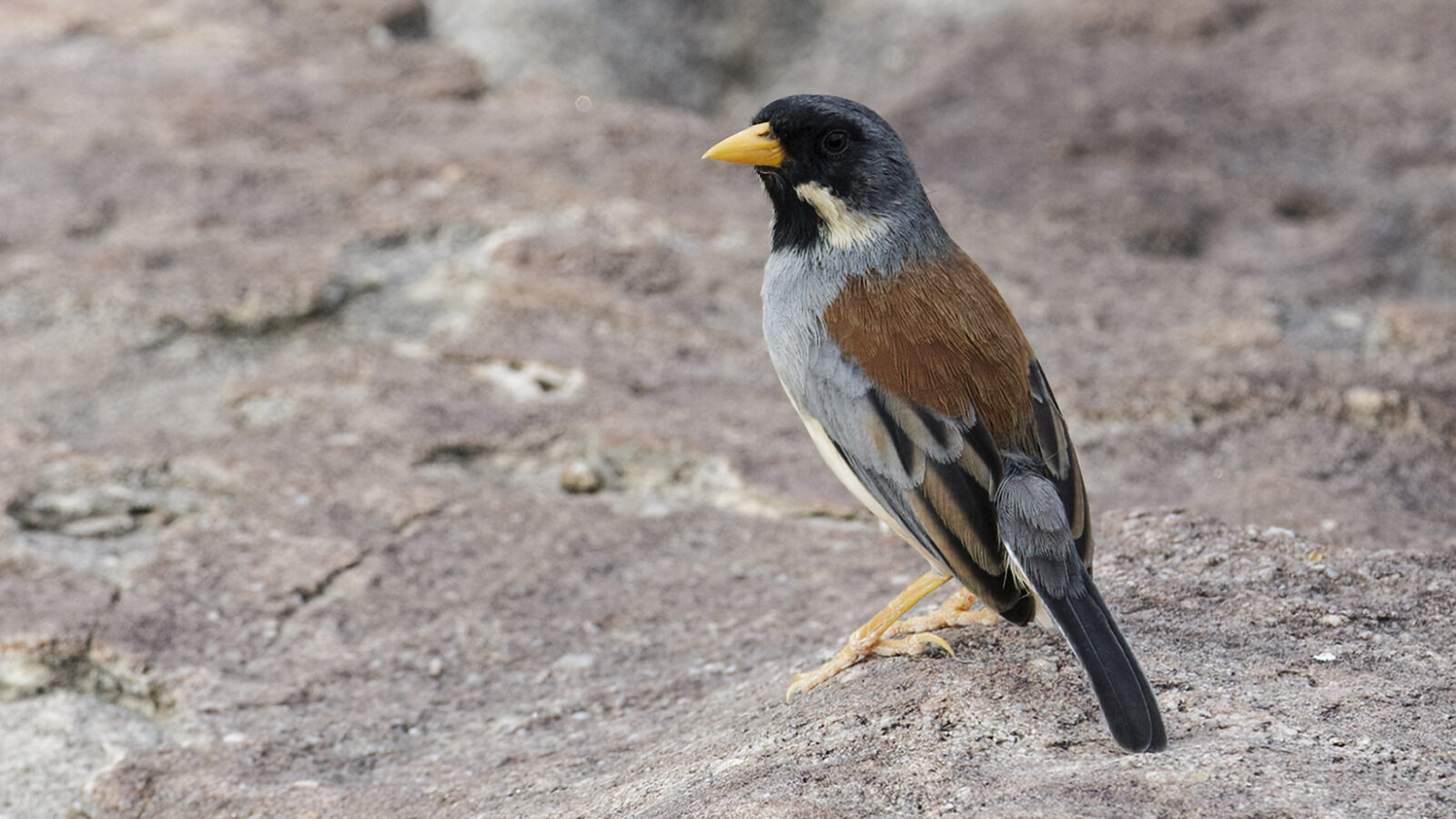 Buff-bridled Inca Finch
