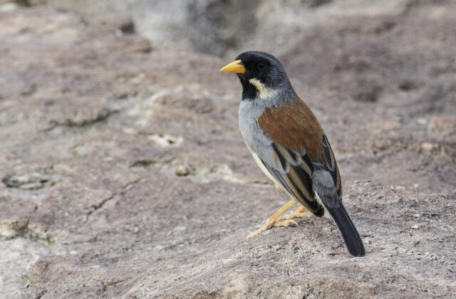 Buff-bridled Inca Finch