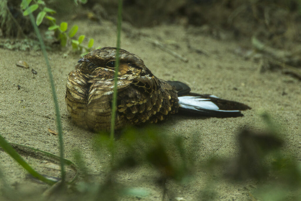 Buff-collared Nightjar