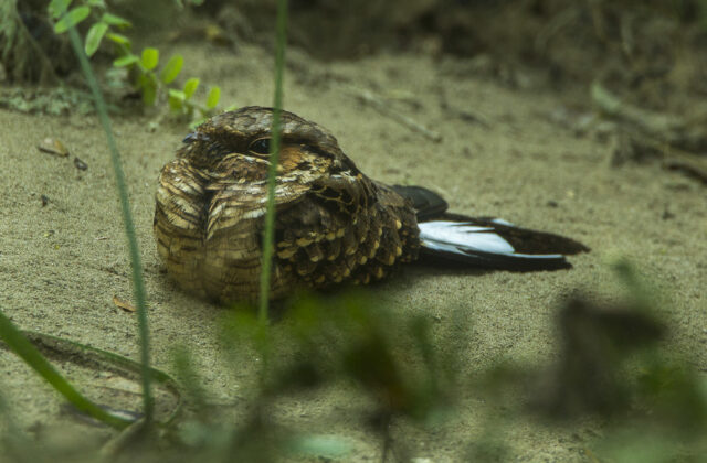 Buff-collared Nightjar