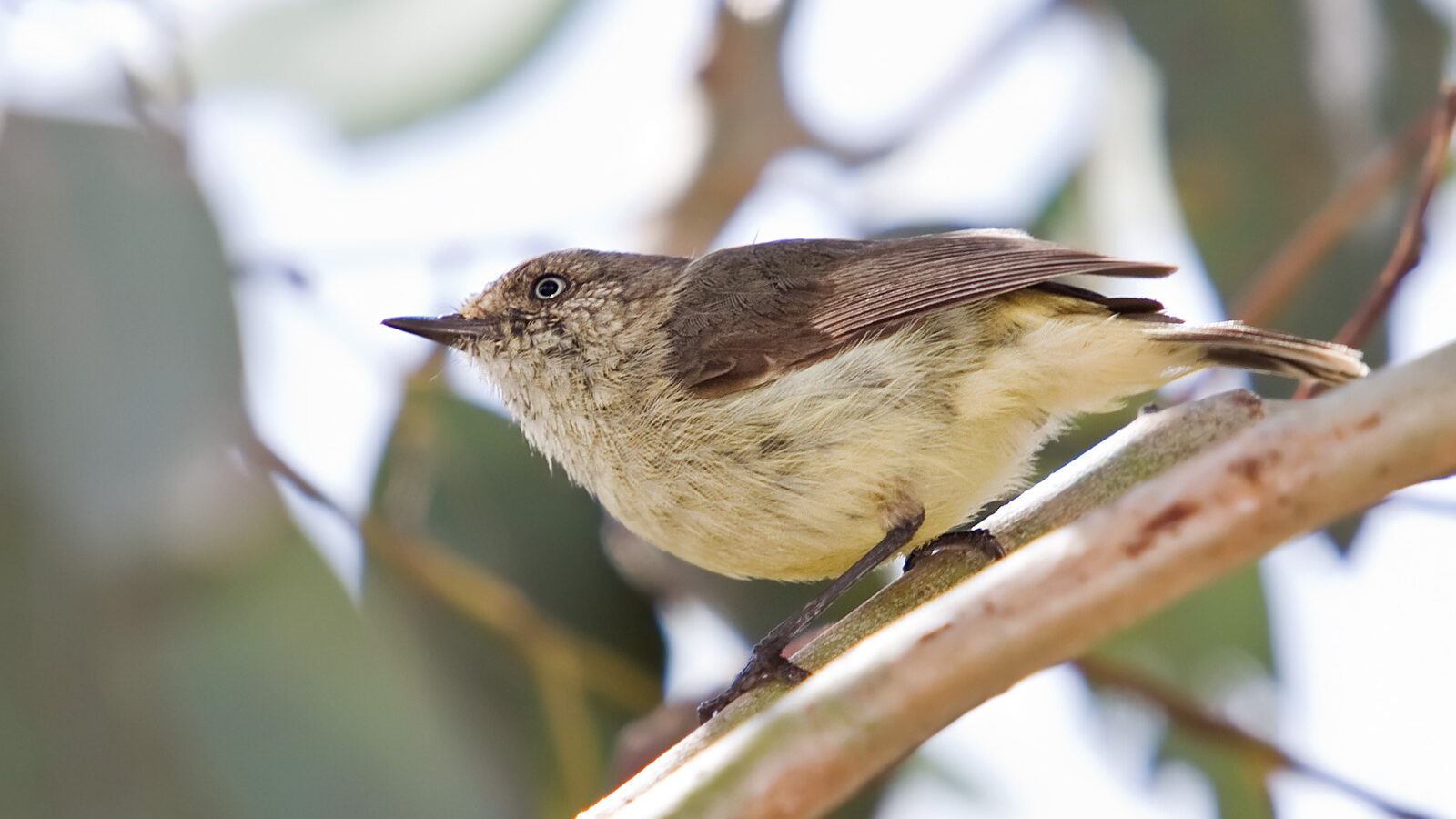 Buff-rumped Thornbill