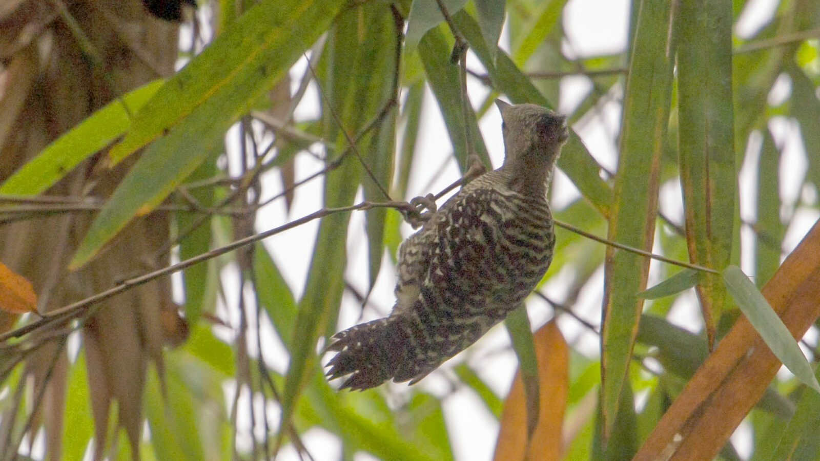 Zebra Woodpecker