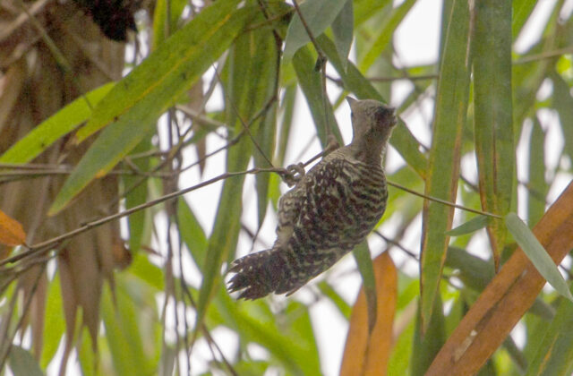Zebra Woodpecker