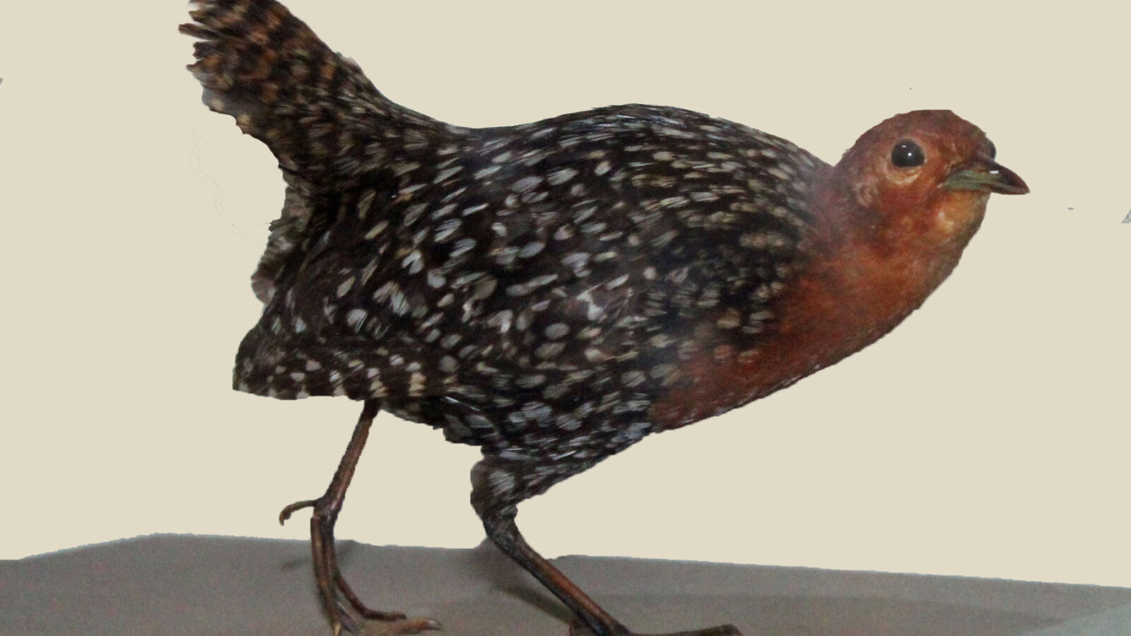 Buff-spotted Flufftail
