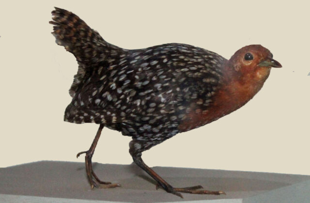 Buff-spotted Flufftail