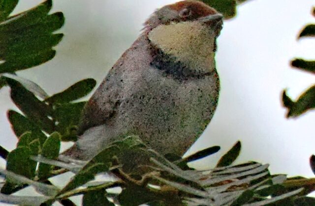 Buff-throated Apalis