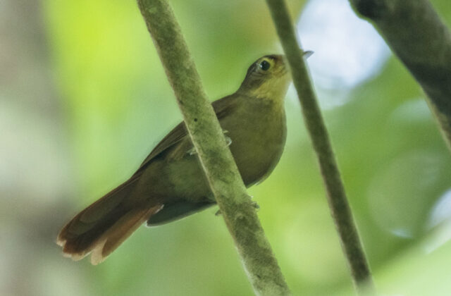 Chiriqui Foliage-gleaner