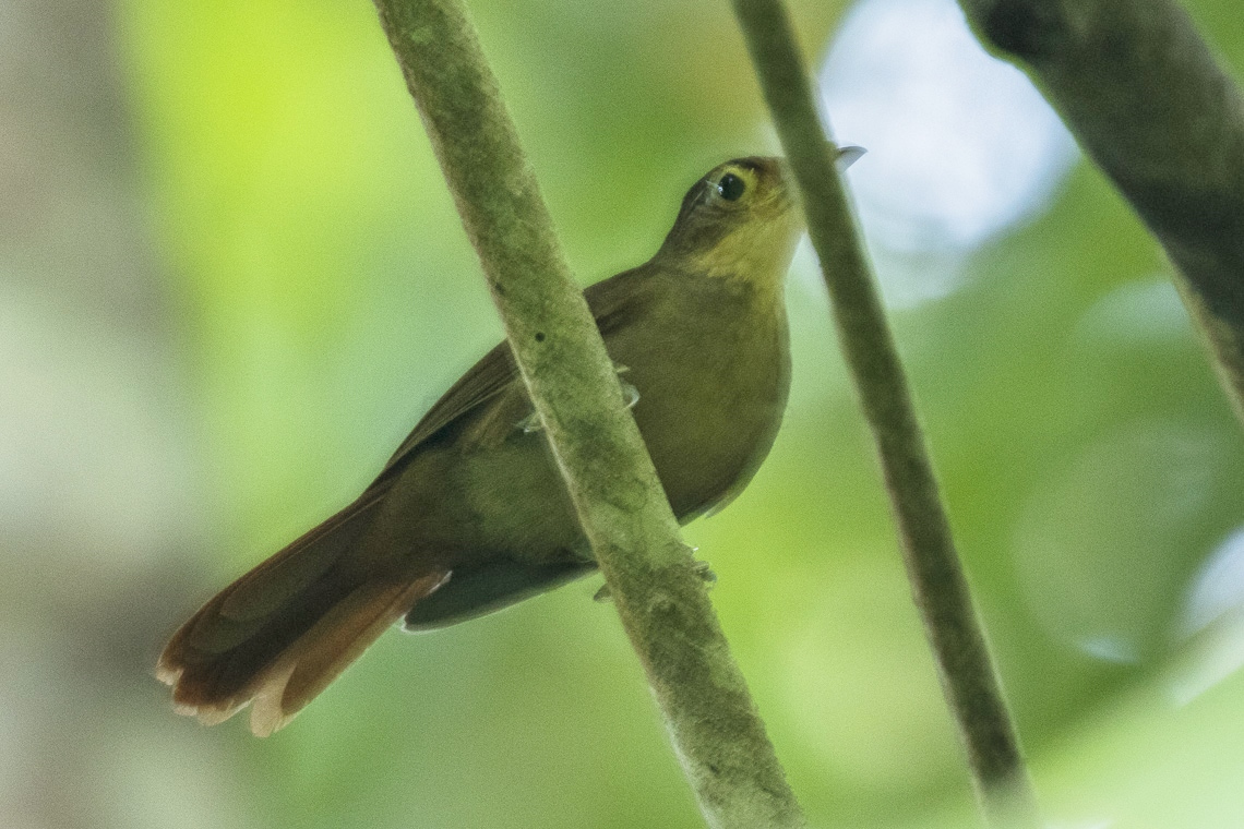 Chiriqui Foliage-gleaner