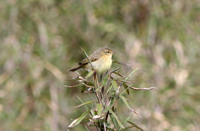 Buff-throated Warbler