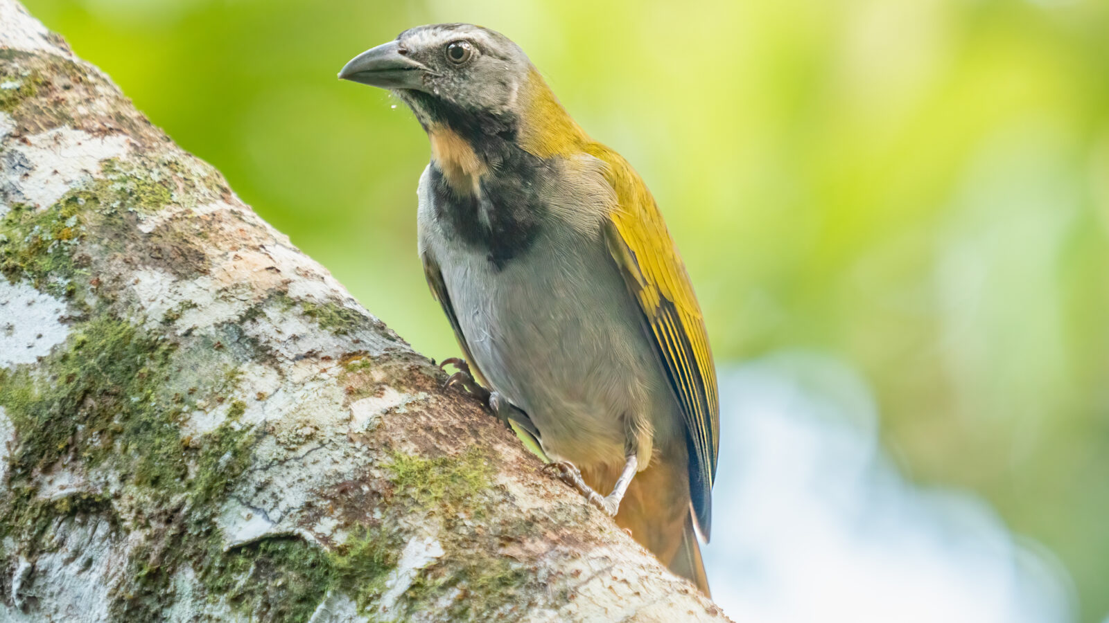 Buff-throated Saltator