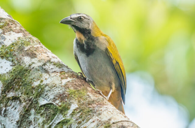 Buff-throated Saltator
