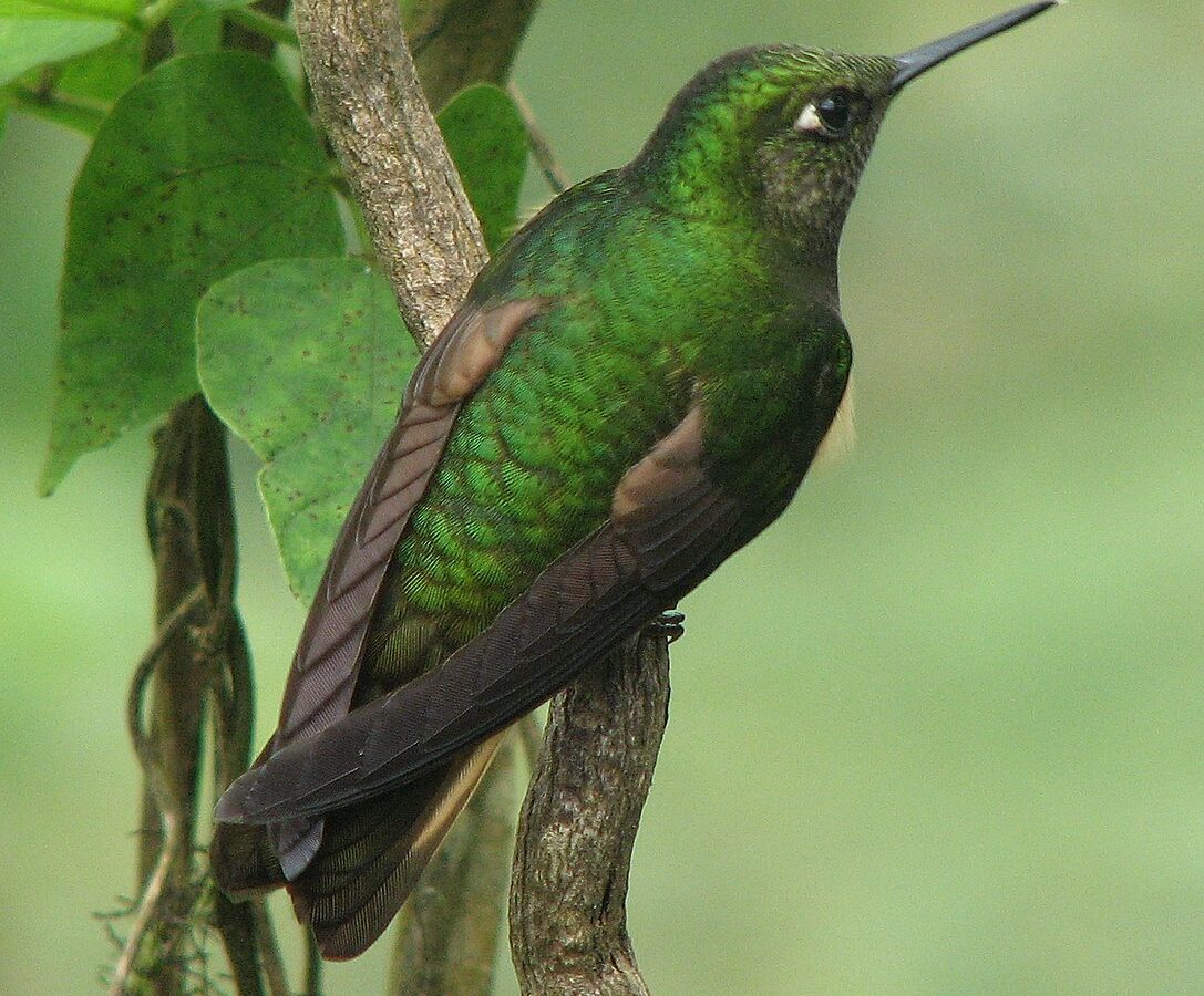 Buff-tailed Coronet