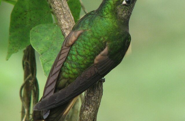 Buff-tailed Coronet