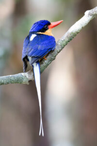 Buff-breasted Paradise Kingfisher