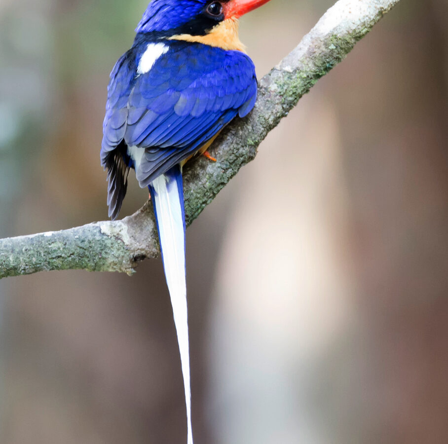 Buff-breasted Paradise Kingfisher