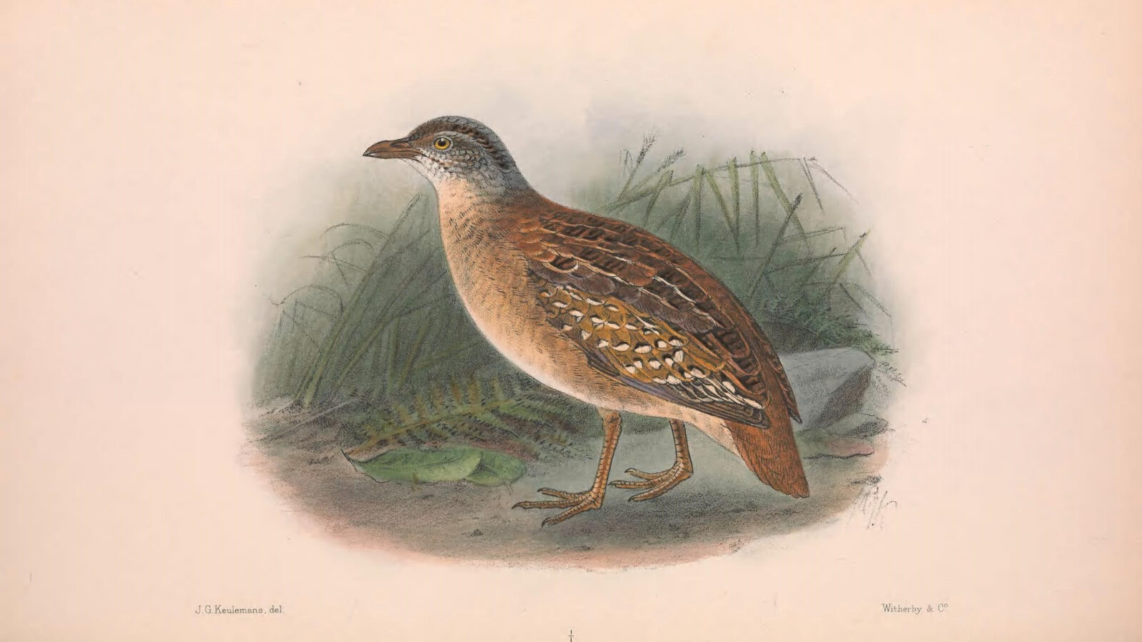 Buff-breasted Buttonquail