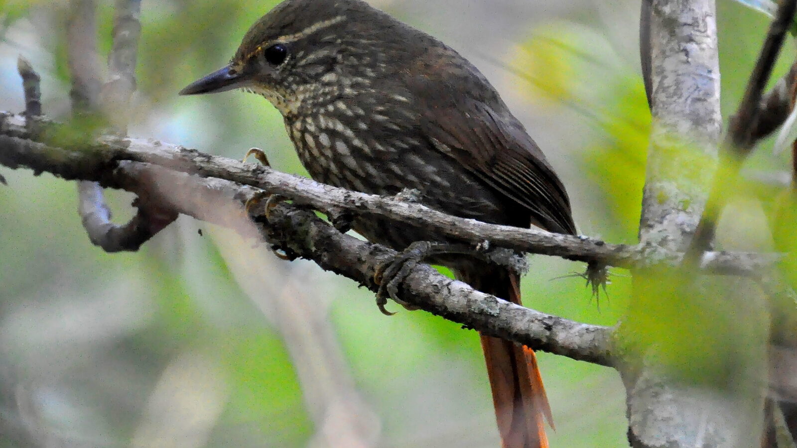 Buff-browed Foliage-gleaner
