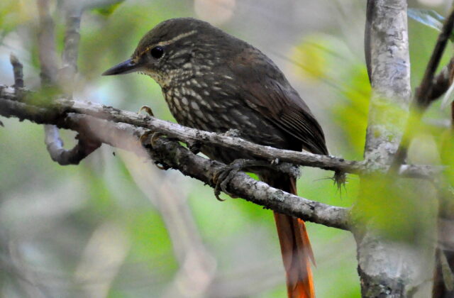 Buff-browed Foliage-gleaner