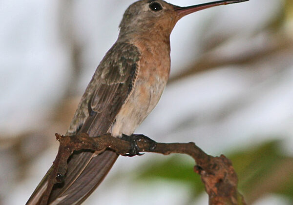 Buffy Hummingbird
