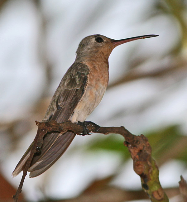 Buffy Hummingbird