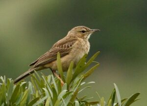 Buffy Pipit