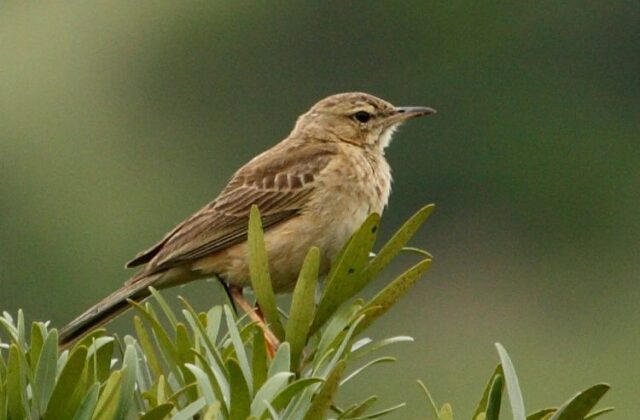 Buffy Pipit