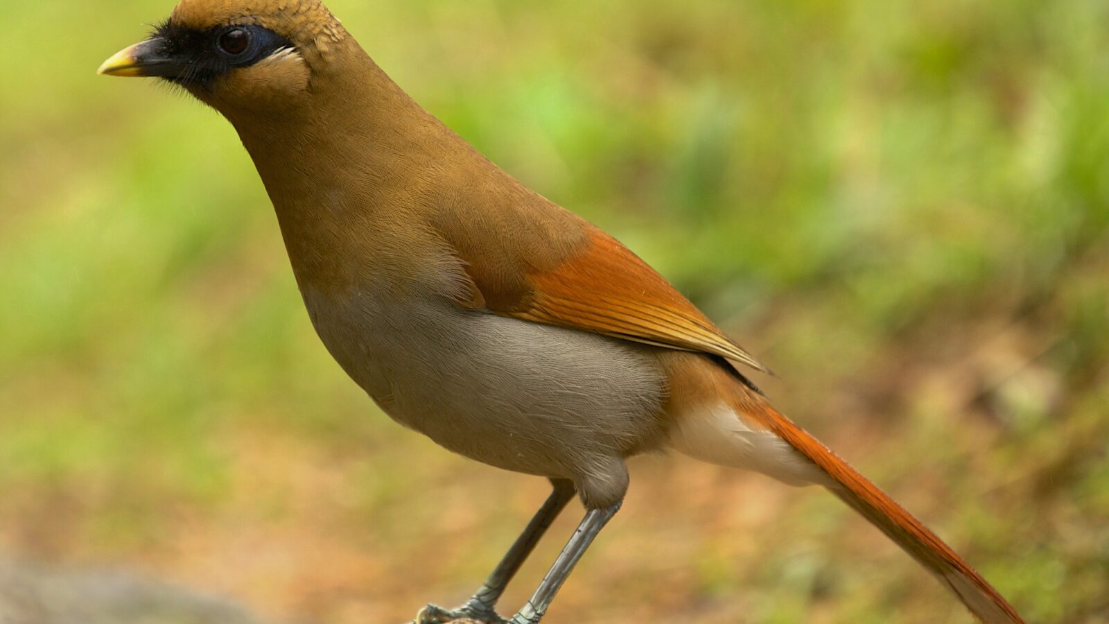Buffy Laughingthrush