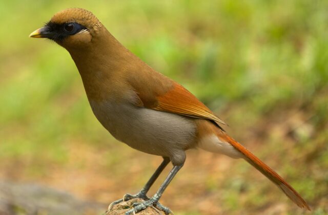 Buffy Laughingthrush