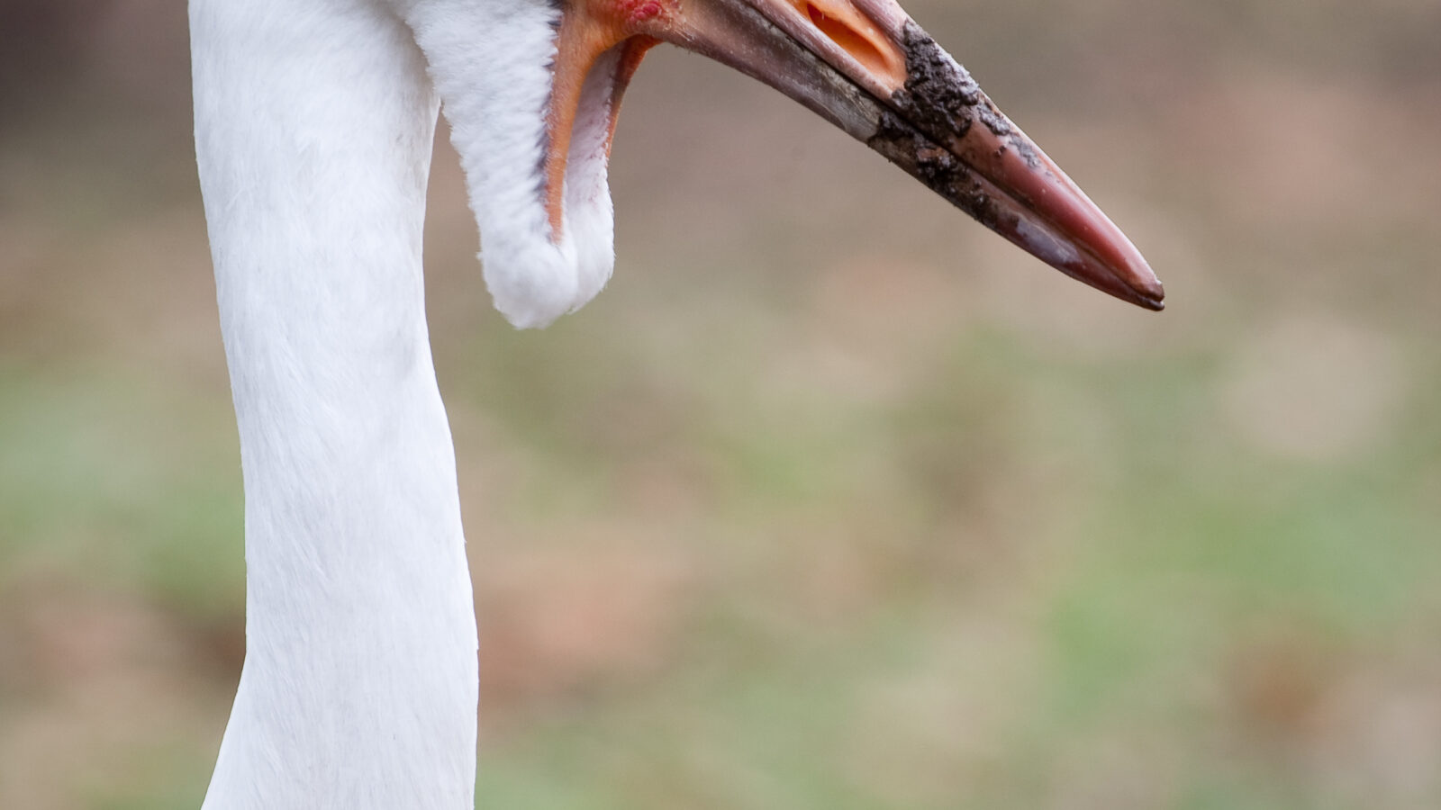 Wattled Crane